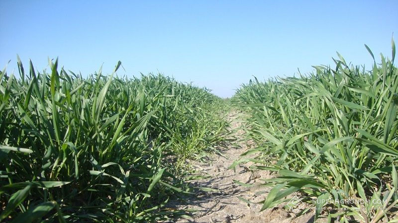 До 15% посівів зернових культур заселено злаковими попелицями та пшеничним трипсом