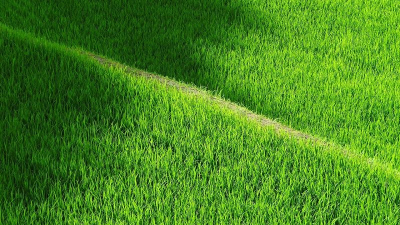 Посівні площі під рисом та урожайність культури на Херсонщині зростають