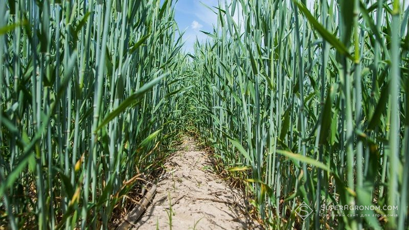 Близько 20% посівів озимої пшениці в США знаходиться в незадовільному стані
