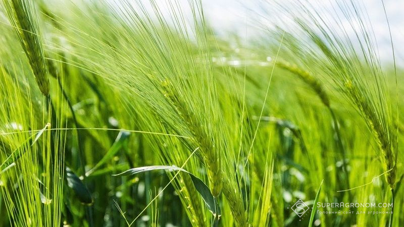 В UKRAVIT розповіли, як захистити зернові від фузаріозу та інших небезпечних хвороб