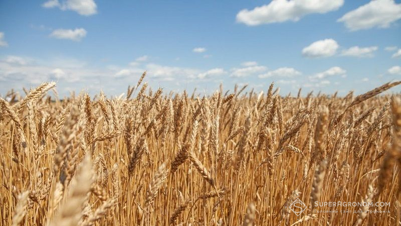 В США розпочались жнива: аграрії активно збирають озиму пшеницю