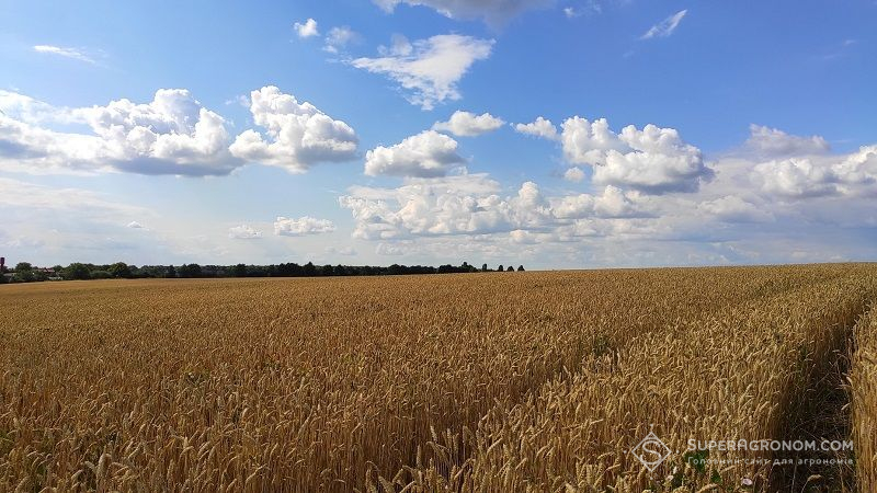 Пшениця української селекції може давати до 8-10 т/га навіть в агрокліматичних умовах півдня