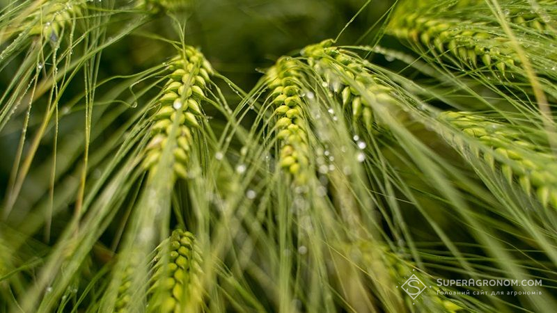 Аграріїв попередили про розвиток септоріозу та фузаріозу на посівах зернових культур