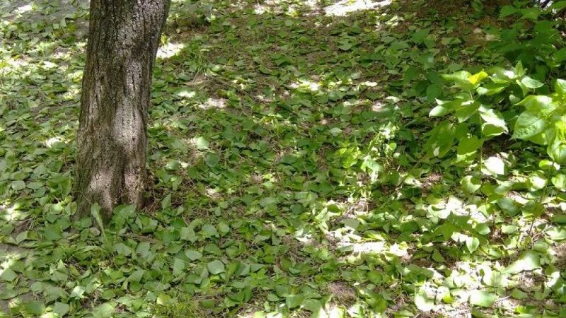 Кісточкові дерева масово скидають листя: активізація моніліозу та інших хвороб