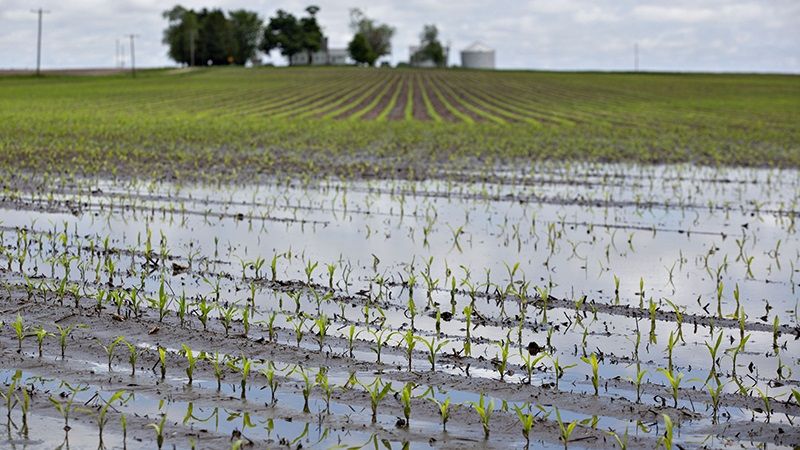 Зливи на Житомирщині змушують аграріїв пересівати культури: підсумки перезволоження