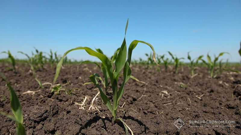 Фахівці НААН провели детальний аналіз стану посівів кукурудзи: рекомендації щодо захисту