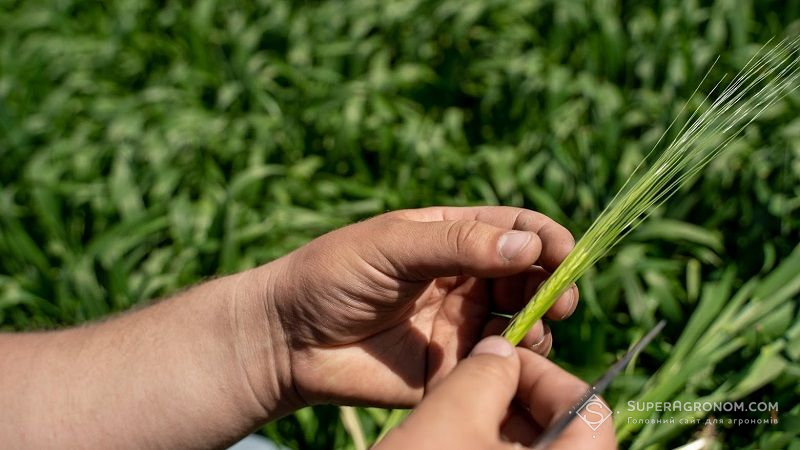 Опубліковано результати аналізу посівів ярих зернових культур: поради фахівців