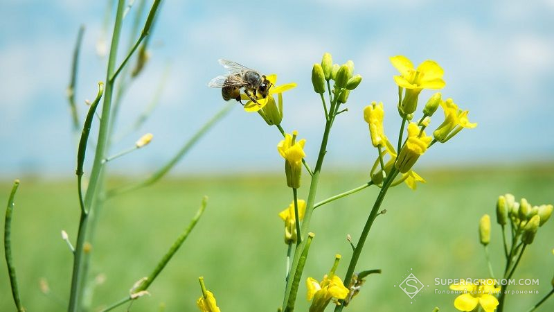 Новітні технології здатні врятувати мільйони бджіл: аналіз сучасних винаходів
