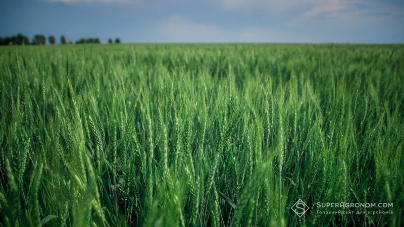 Опубліковано звіт щодо поширення шкідників на посівах зернових колосових культур