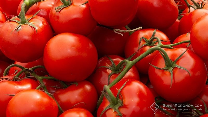 Азербайджанські аграрії виростили гігантські томати: сучасна селекція