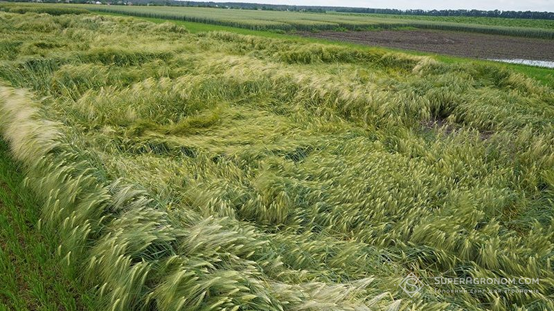 Через сильні опади урожайність озимих культур на Запоріжчині може знизитись на 10%