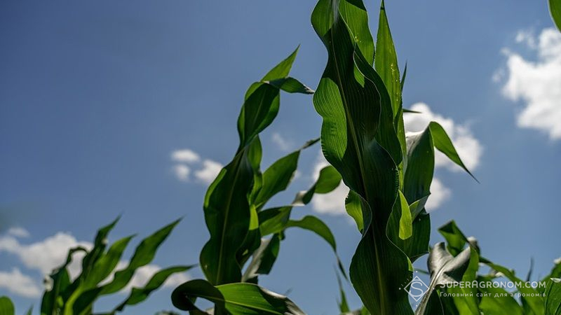 Злакові попелиці пошкодили до 20% посівів кукурудзи, — Держпродспоживслужба