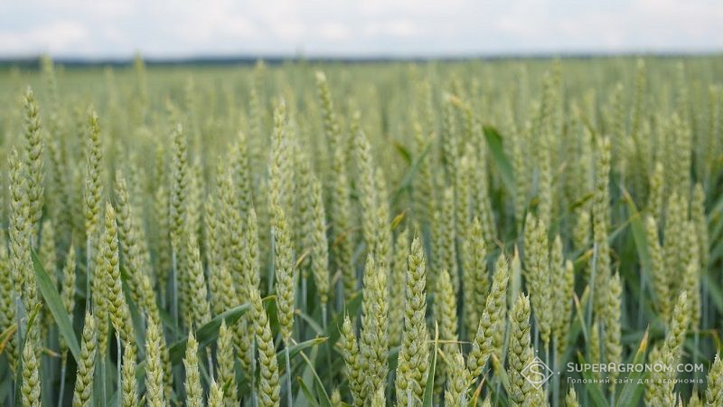 До 30% посівів зернових культур уражено септоріозом, — Держпродспоживслужба