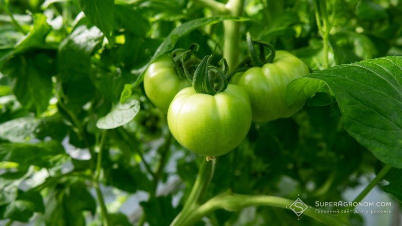 Україна посіла шосте місце за обсягами переробки томатів: статистика