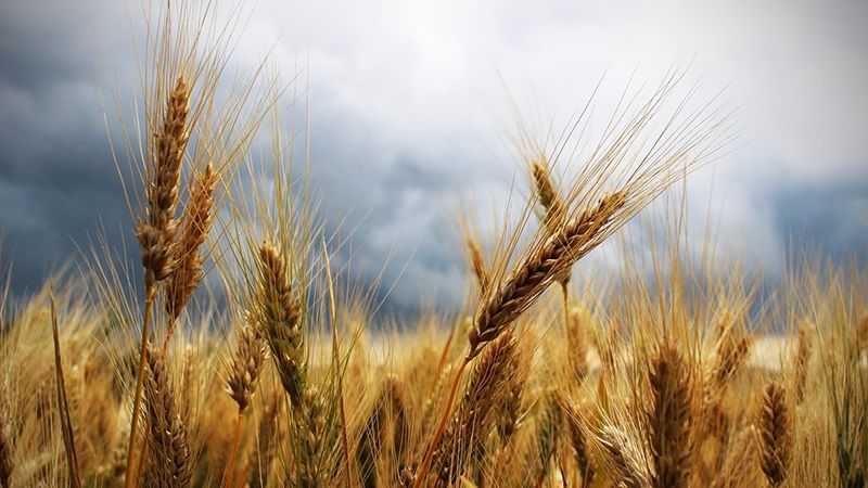Жнива на Херсонщині ускладнюють рясні дощі: підтоплення зерносховищ