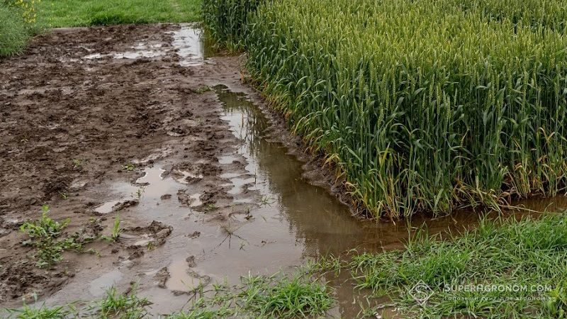 На Дніпропетровщині через зливи та град масово гинуть посіви сільгоспкультур