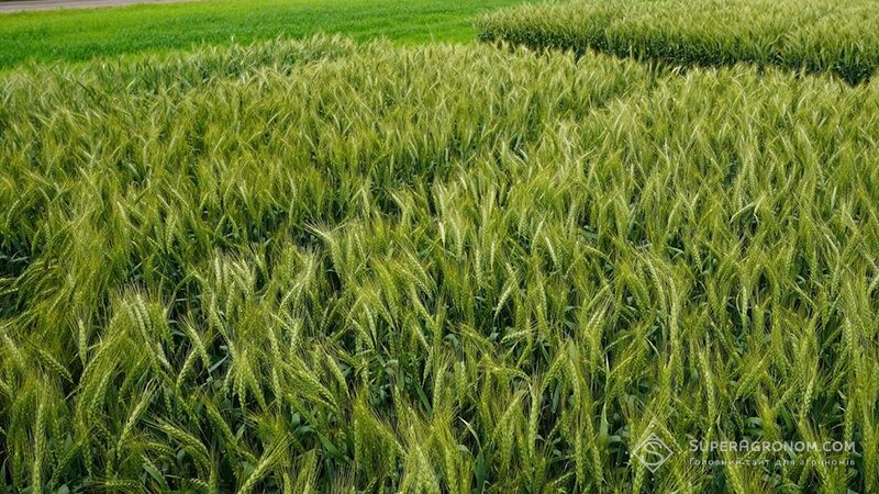 Фахівці НААН підбили підсумки поширеності хвороб на посівах зернових культур в Україні