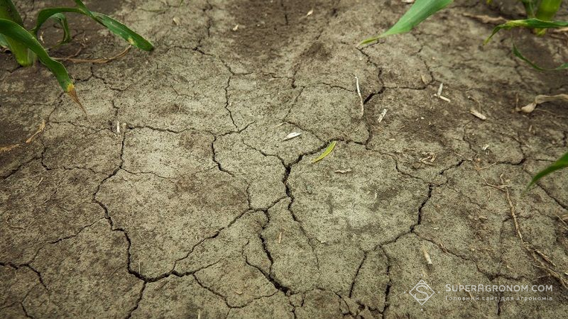 Синоптики прогнозують посуху в Казахстані: агрометеорологічні умови липня 2021 р.