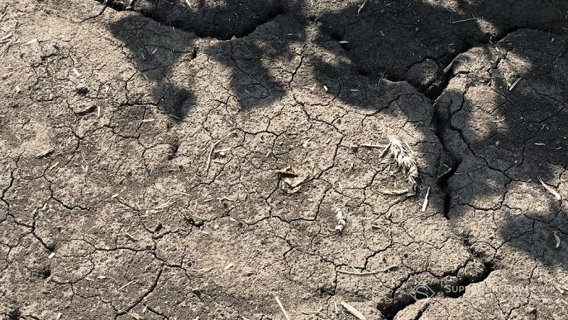 Посіви сільгоспкультур у Канаді під загрозою знищення: надмірна спека та посуха