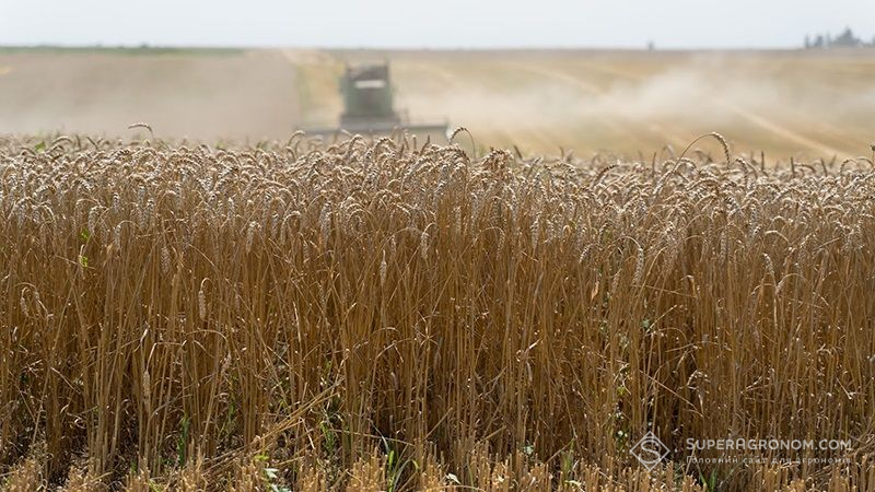 Фахівці USDA підвищили прогноз урожаю пшениці в Україні