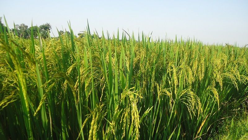 Опубліковано результати аналізу фітосанітарного стану посівів рису в Україні