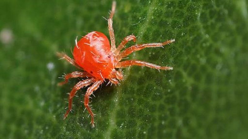 Посіви сої на Черкащині заселяються павутинним кліщем: способи боротьби з шкідником