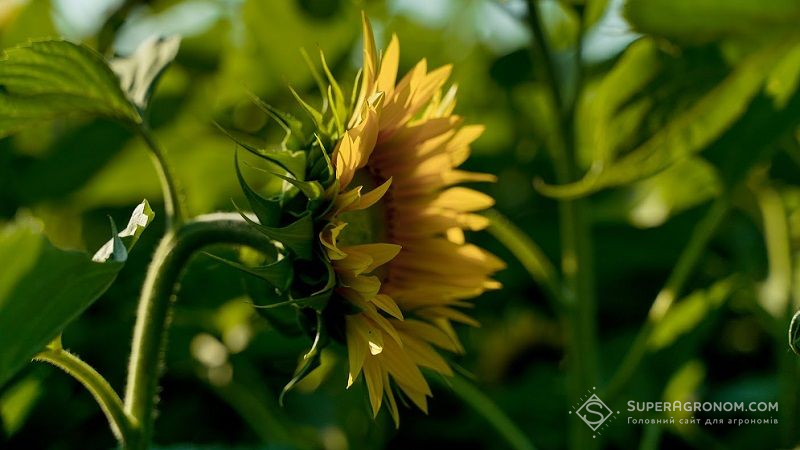 Аграрії Черкащини можуть отримати рекордний урожай соняшнику, — прогноз