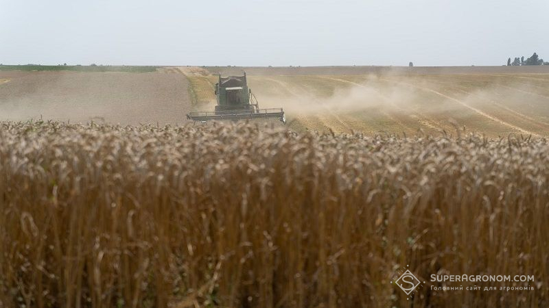 В Україні спостерігається нерівномірне дозрівання озимої пшениці