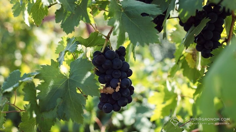 Втрати врожаю винограду у Франції сягають 50%: наслідки погодних катаклізмів