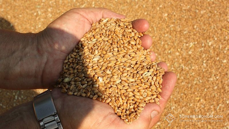Українські аграрії зібрали понад 24 млн тонн зерна агросезону-2021: аналітика