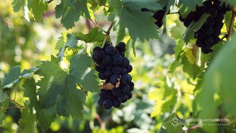 В UKRAVIT розповіли, як захистити виноград від небезпечних хвороб