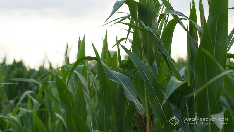 Посівам кукурудзи загрожує пухирчаста сажка: названо методи попередження хвороби