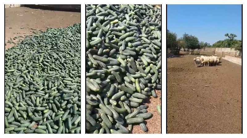На Херсонщині аграрій викинув сотні кілограмів якісних огірків через наднизькі ціни