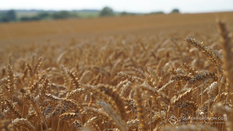 Зростання цін на пшеницю продовжується, — експерти