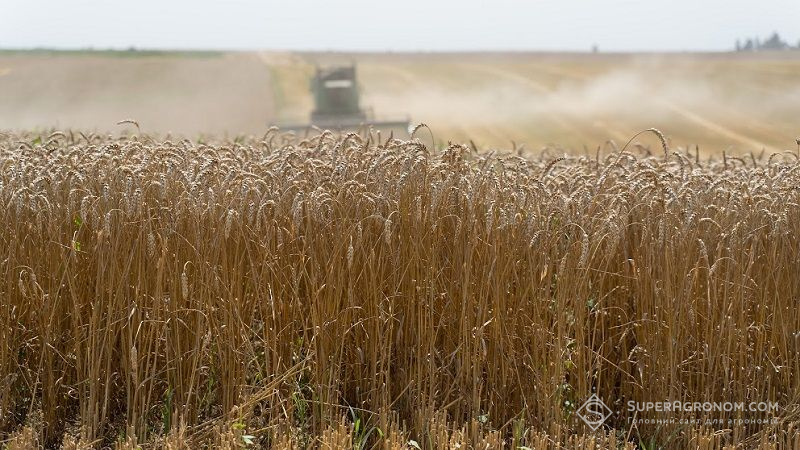 Через посуху аграрії Сумщини недорахуються понад 10% врожаю