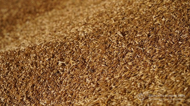 В Україні значно зріс обсяг запасів зернових і зернобобових культур