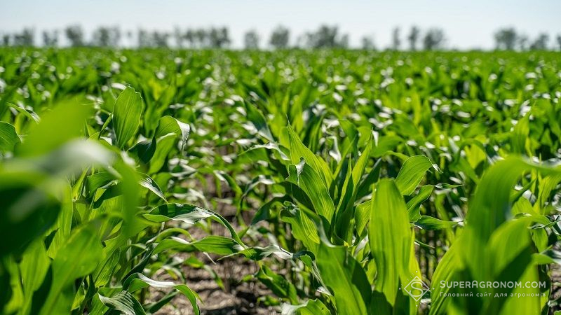 SAATBAU PROBSTDORFER запрошує аграріїв на день поля — Інновації у виробництві кукурудзи