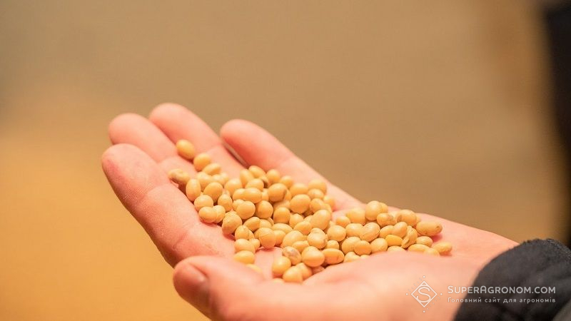 Українські аграрії змінюють підхід до вирощування сої: покращення якості бобів
