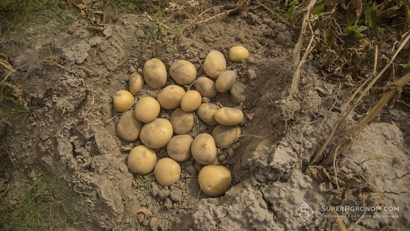 Урожайність та якість пізньої картоплі в Україні знизиться, — аграрій