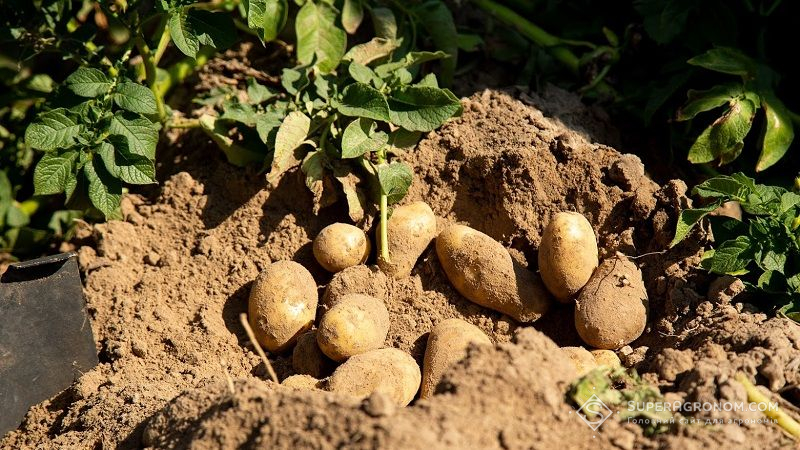 Названо головні проблеми в картопляній галузі України