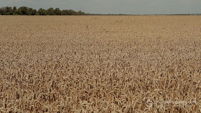 Аграрії Львівщини зібрали перший мільйон тонн зерна