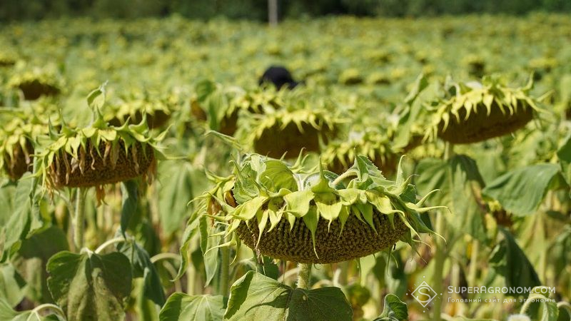 До 30% посівів соняшнику в Україні уражено фомозом, — Держпродспоживслужба