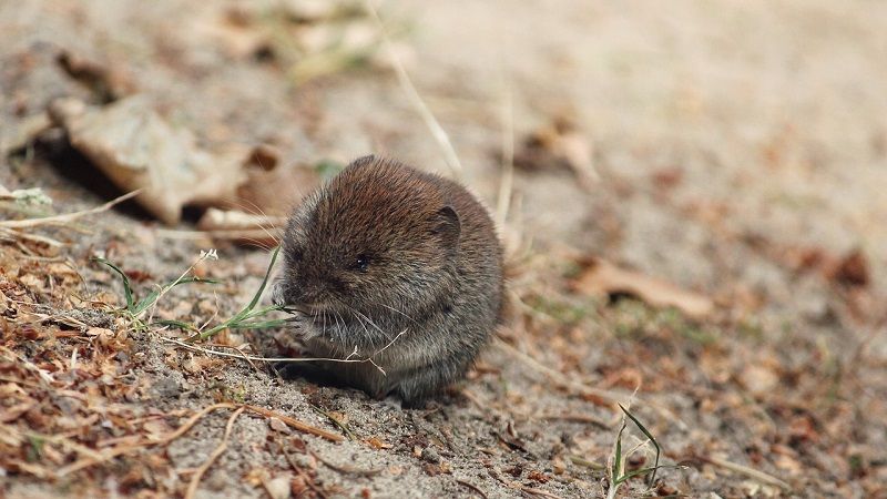 На Українських полях очікується зростання чисельності мишоподібних гризунів