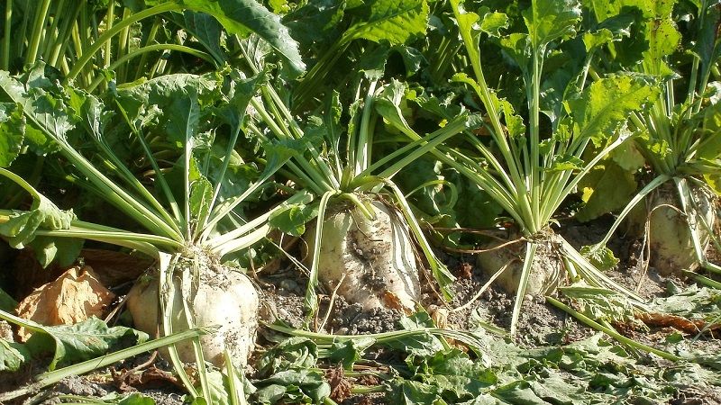 До 25% посівів цукрового буряку в Україні уражено борошнистою росою