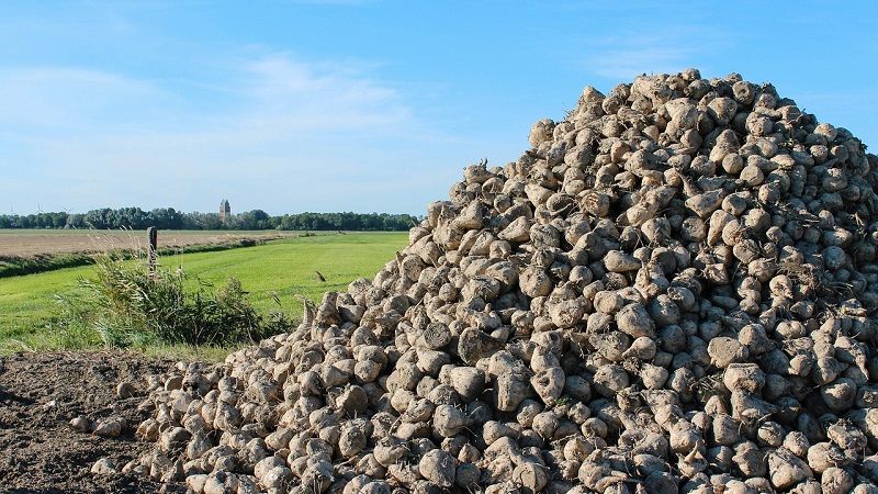 Урожайність цукрових буряків у Татарстані впала до 19 т/га