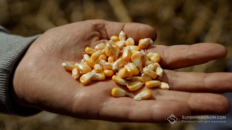 Елеватористи озвучили якість кукурудзи урожаю 2021 р.
