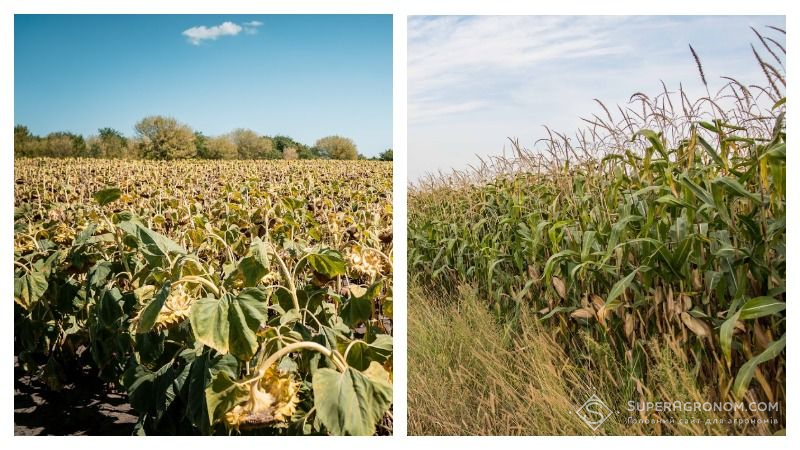 У Держпродспоживслужбі оновили дані про фітосанітарний стан соняшнику та кукурудзи