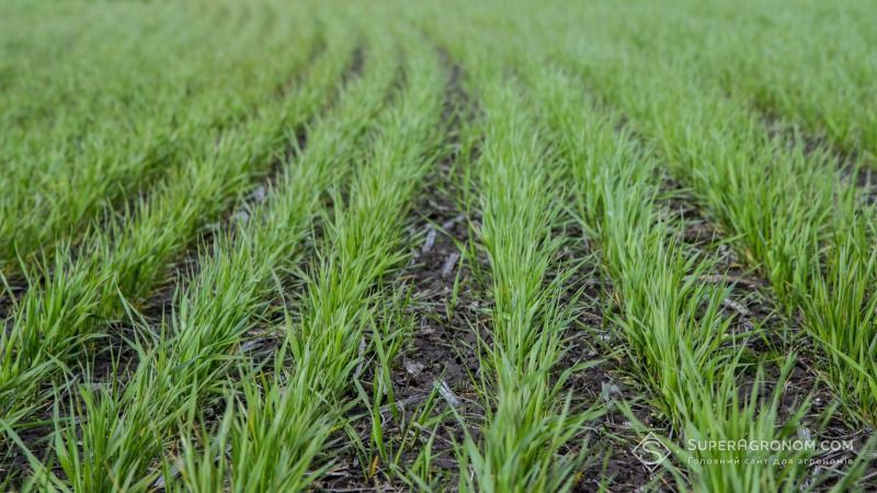 Експерти UKRAVIT розповіли, як знищити бур’яни на посівах озимих зернових культур