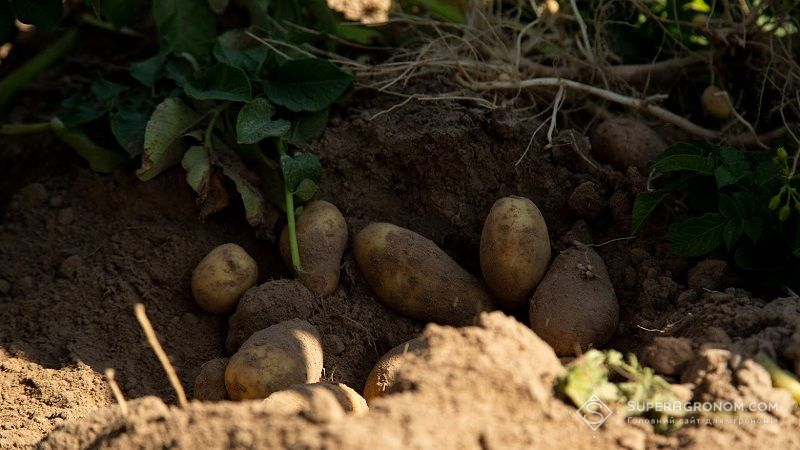 Урожайність картоплі на Волині становить від 10 до 20 т/га, — аграрії