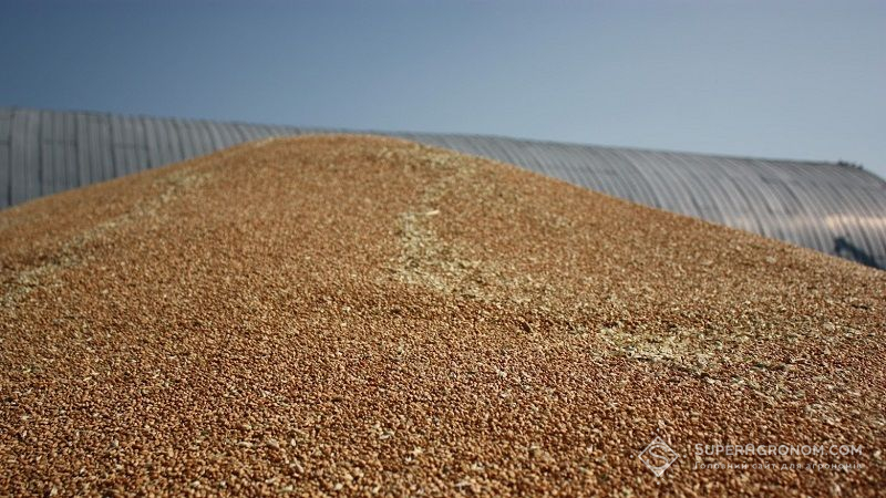 Вартість зернових в Україні черговий раз зросла, — звіт Zernotorg.ua за 21 вересня
